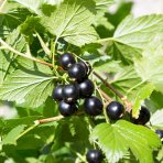 Kríženec ríbezle a egreša (Ribes nidigrolaria) ´JOSTA´- výška 160-170 cm, stredne skorá, voľnokorenná - kríková